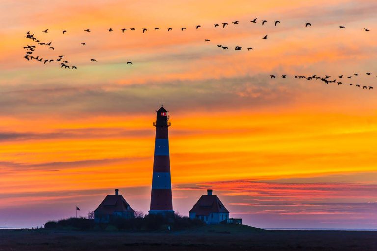 Der Westerhever Leuchtturm nach Sonnenuntergang mit einem Schwarm Gänse