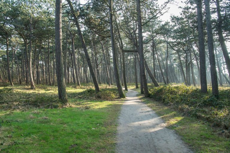 Herrliche Wege durch den sehr weitläufigen Kiefernwald